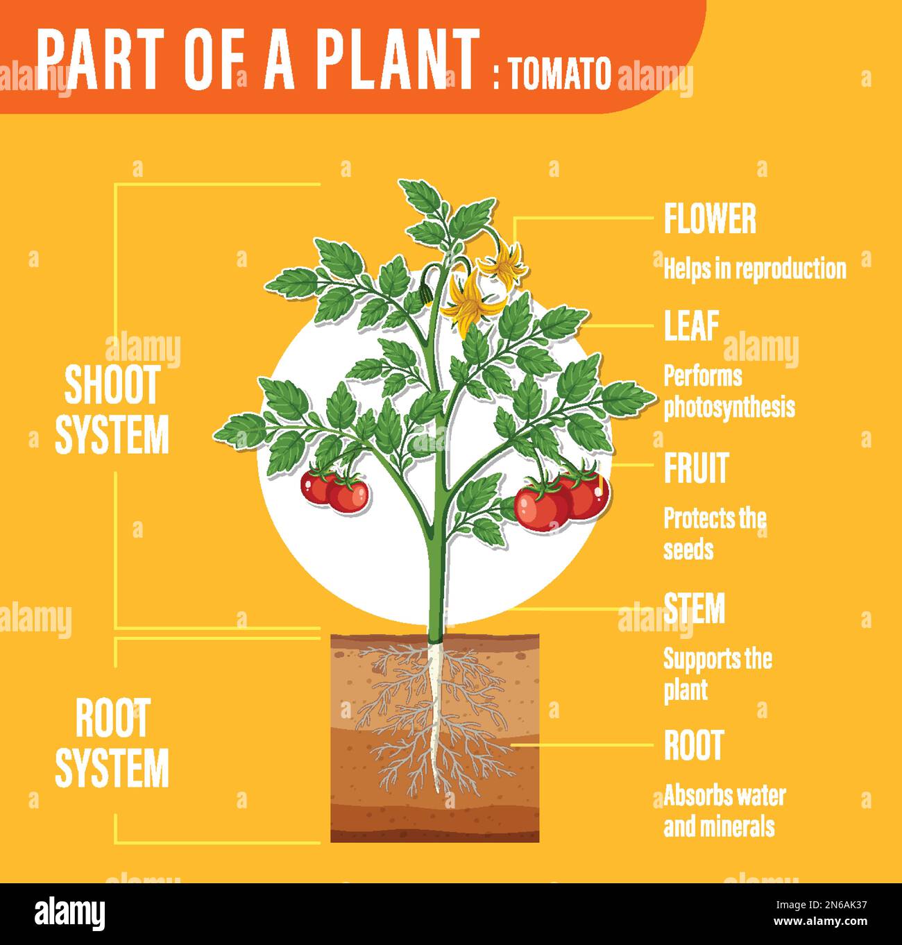 diagram-showing-parts-of-a-plant-illustration-stock-vector-image-art