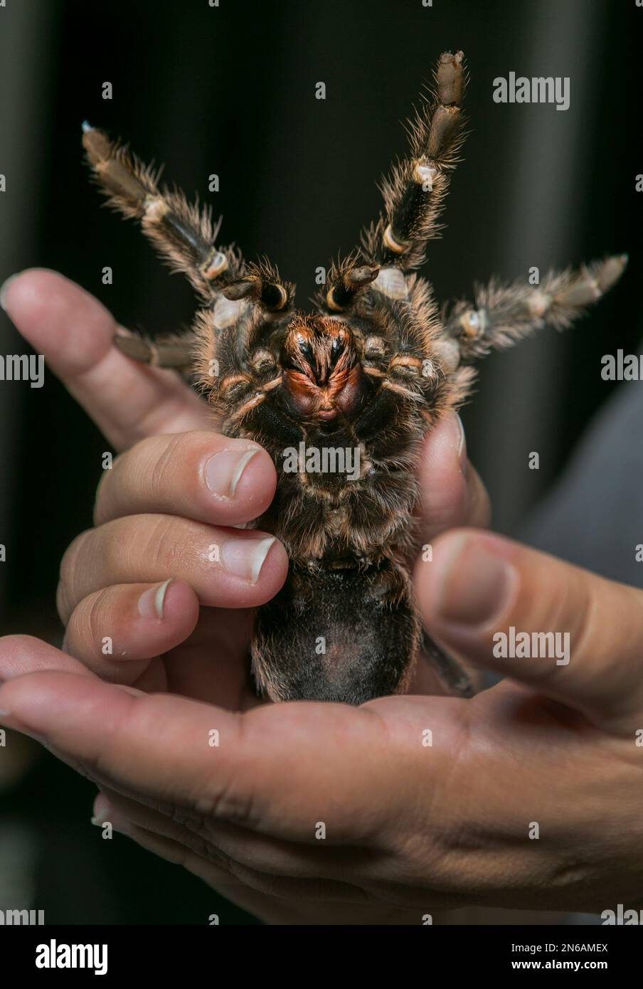 In this photo taken Friday, Oct. 4, 2013, Nurse Dee Reynolds shows a