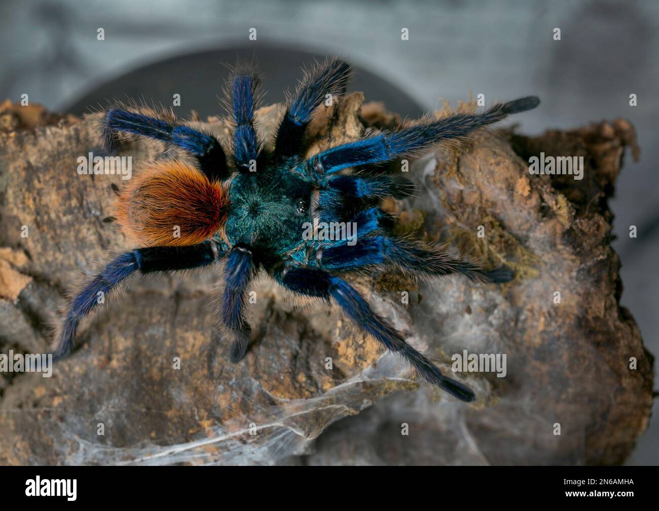 In this photo taken Friday, Oct. 4, 2013, A Chromatopelma