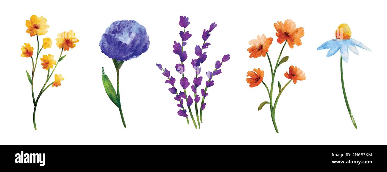 Wild flowers set in watercolor style isolated on white background Stock ...