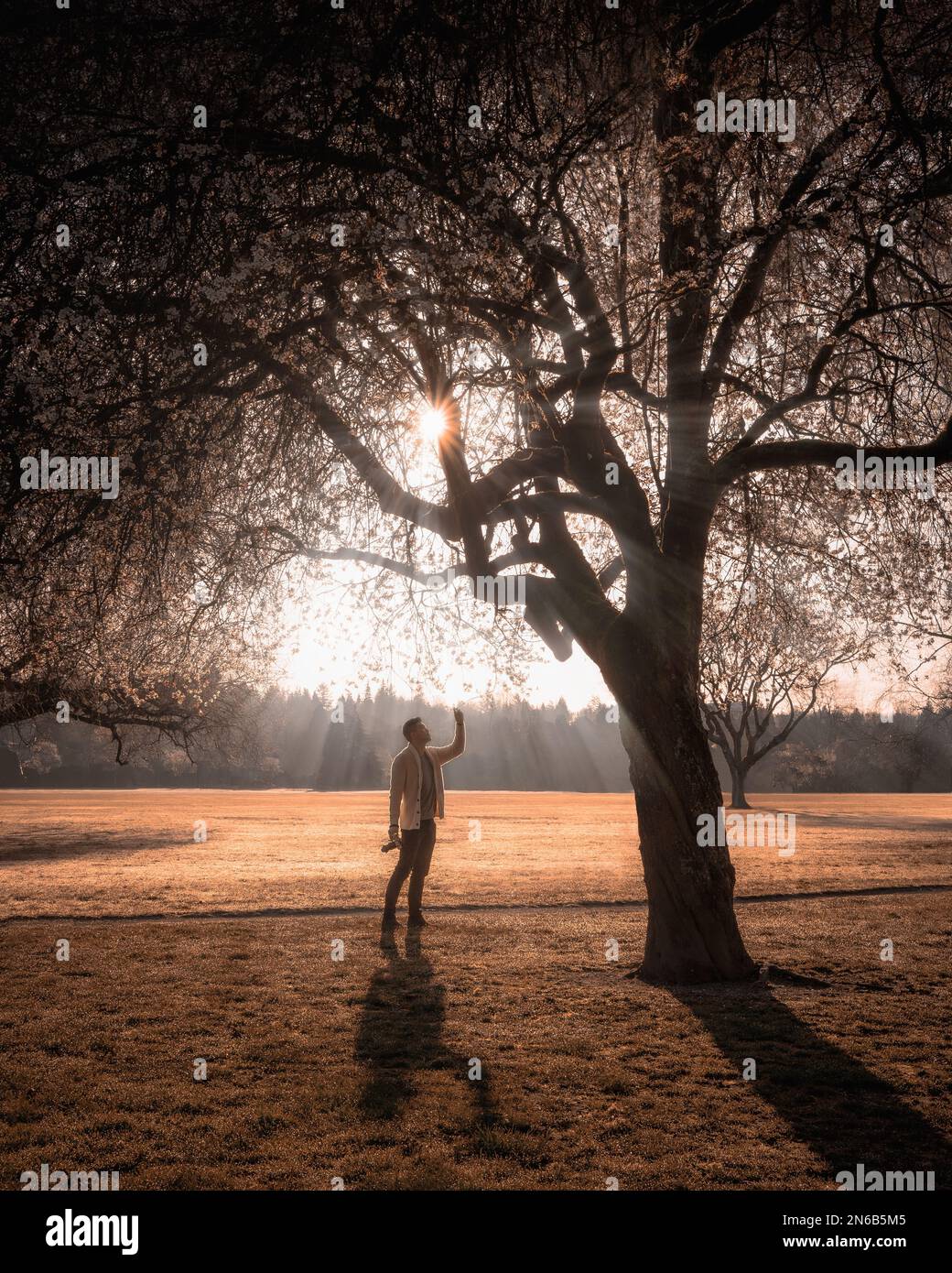 Cherry Blossoms in a Dream Stock Photo Alamy