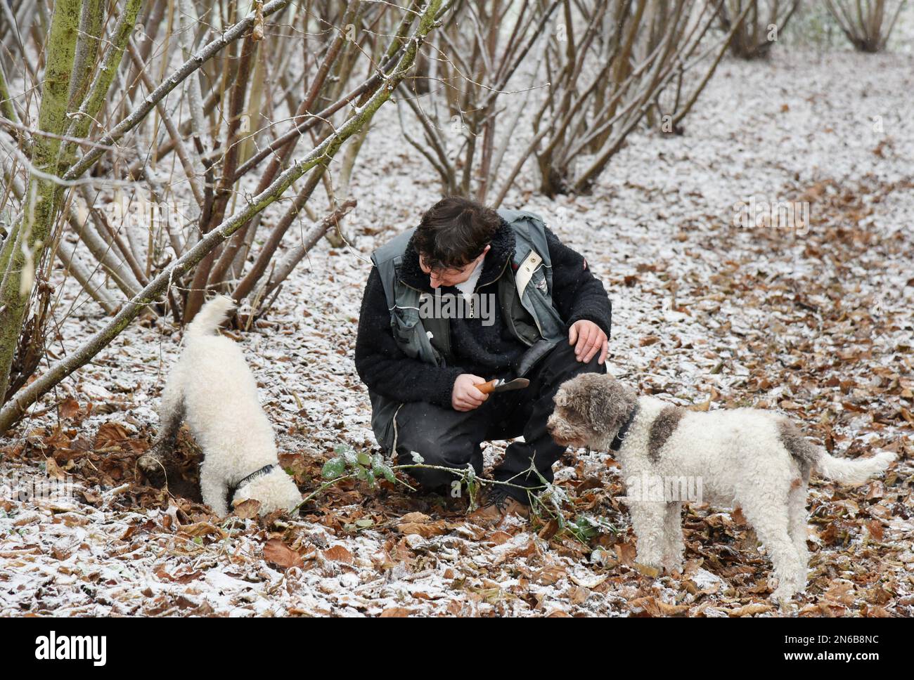 Eilenburg, Germany. 06th Feb, 2023. Truffle hunter Gunter Kahlo is