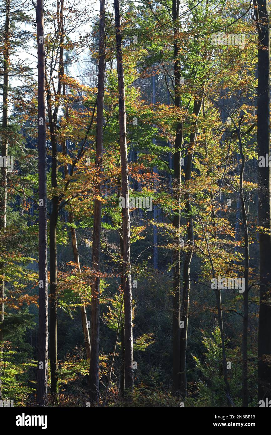 Forest surrounded dense trees hi-res stock photography and images - Alamy