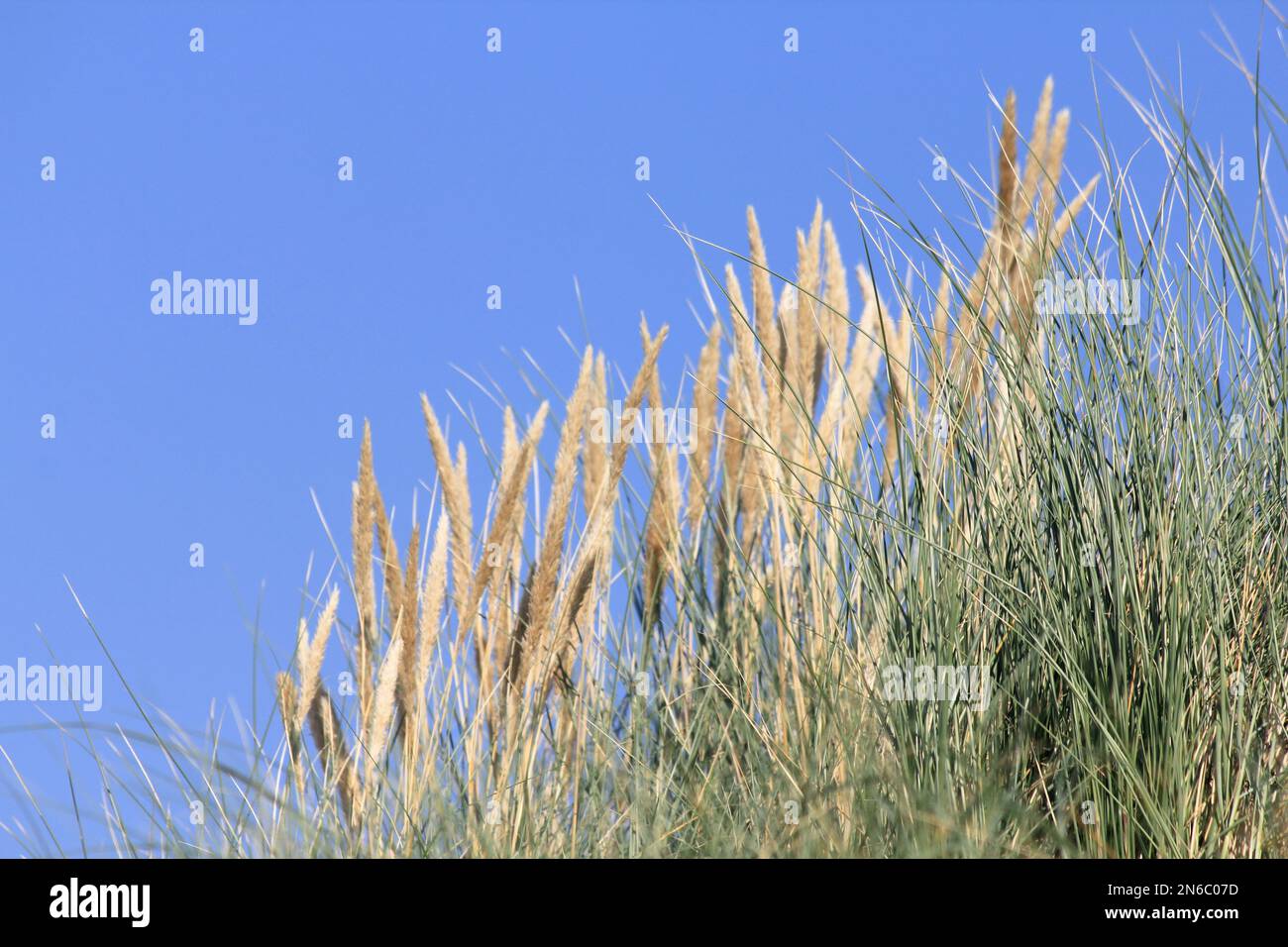 Ammophila arenaria is a species of grass it is one of two species of the genus Ammophila (marram grass) Stock Photo