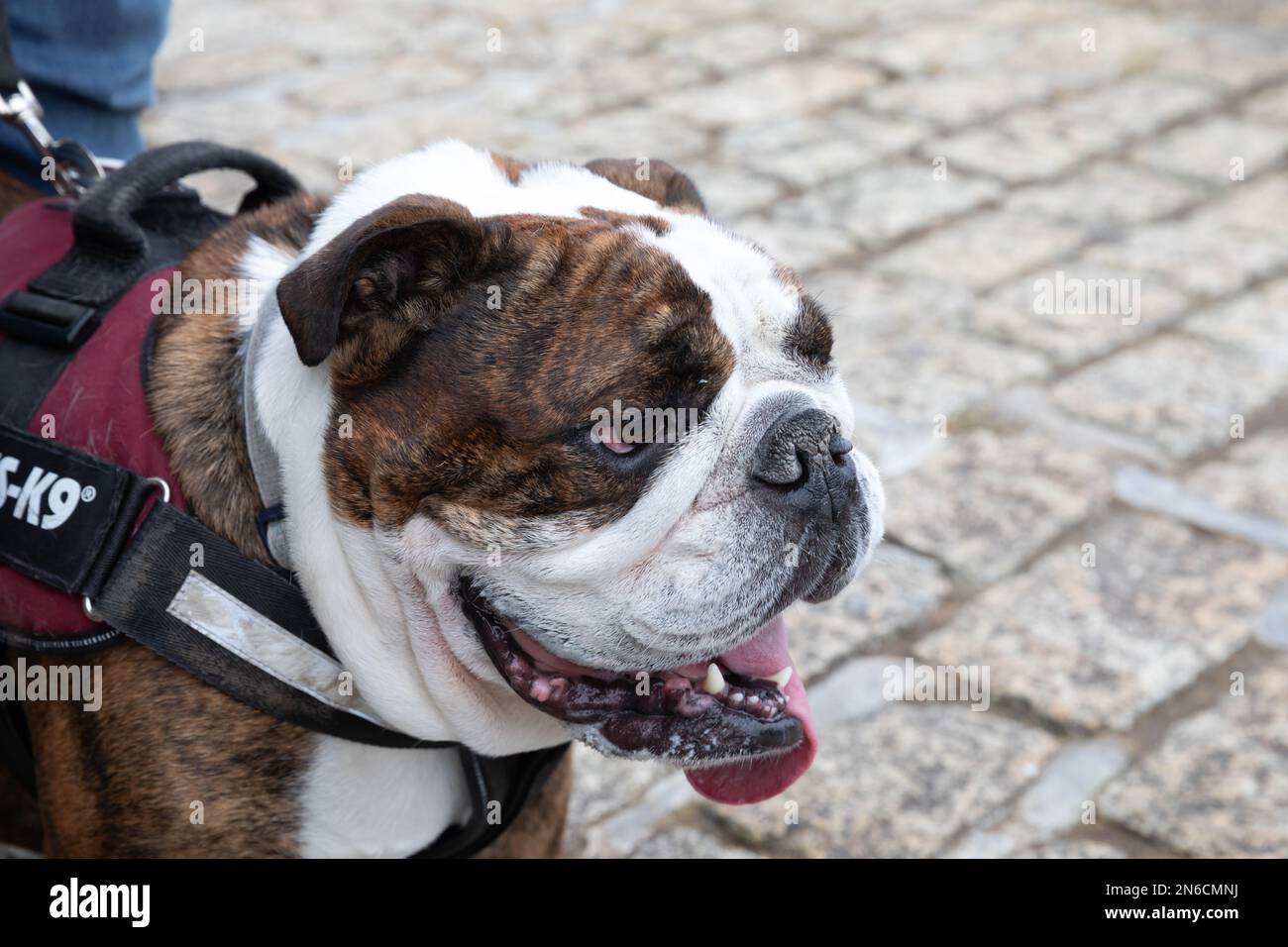 Julius k9 hi-res stock photography and images - Alamy