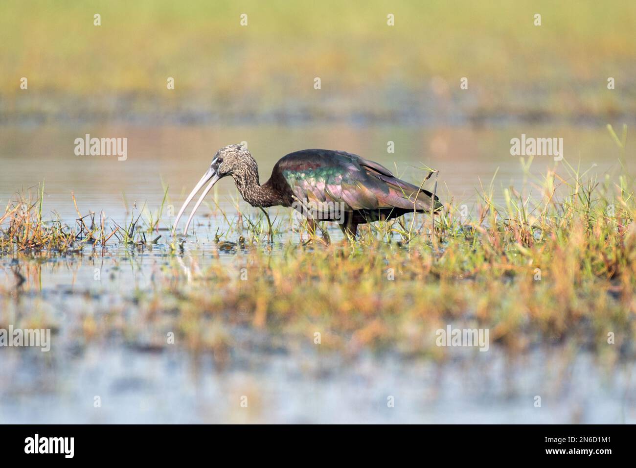 Close up of Glossy Ibis bird with use of selective focus Stock Photo