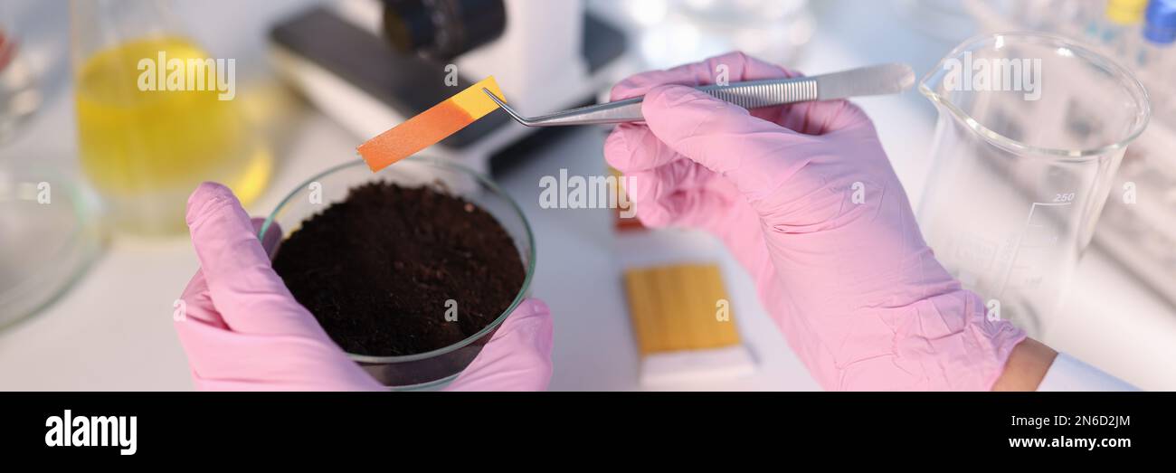 Laboratory analysis of soil. Scientist measures pH of soil sample with litmus strips Stock Photo