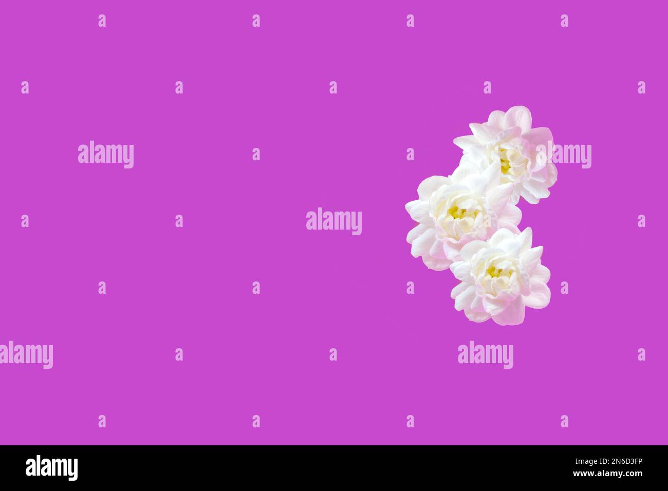 Blossom jasmine flowers isolated on a pink background for valentines day. Stock Photo