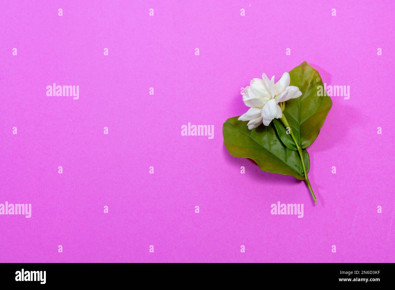 Jasmine flower isolated on a pink background for valentines day. Stock Photo