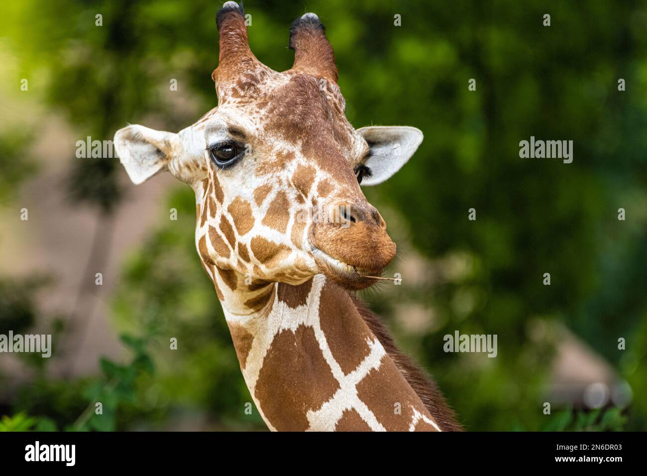 Giraffe (Giraffa camelopardalis) close-up at the Zoo Atlanta African Savanna habitat in Atlanta, Georgia. (USA) Stock Photo