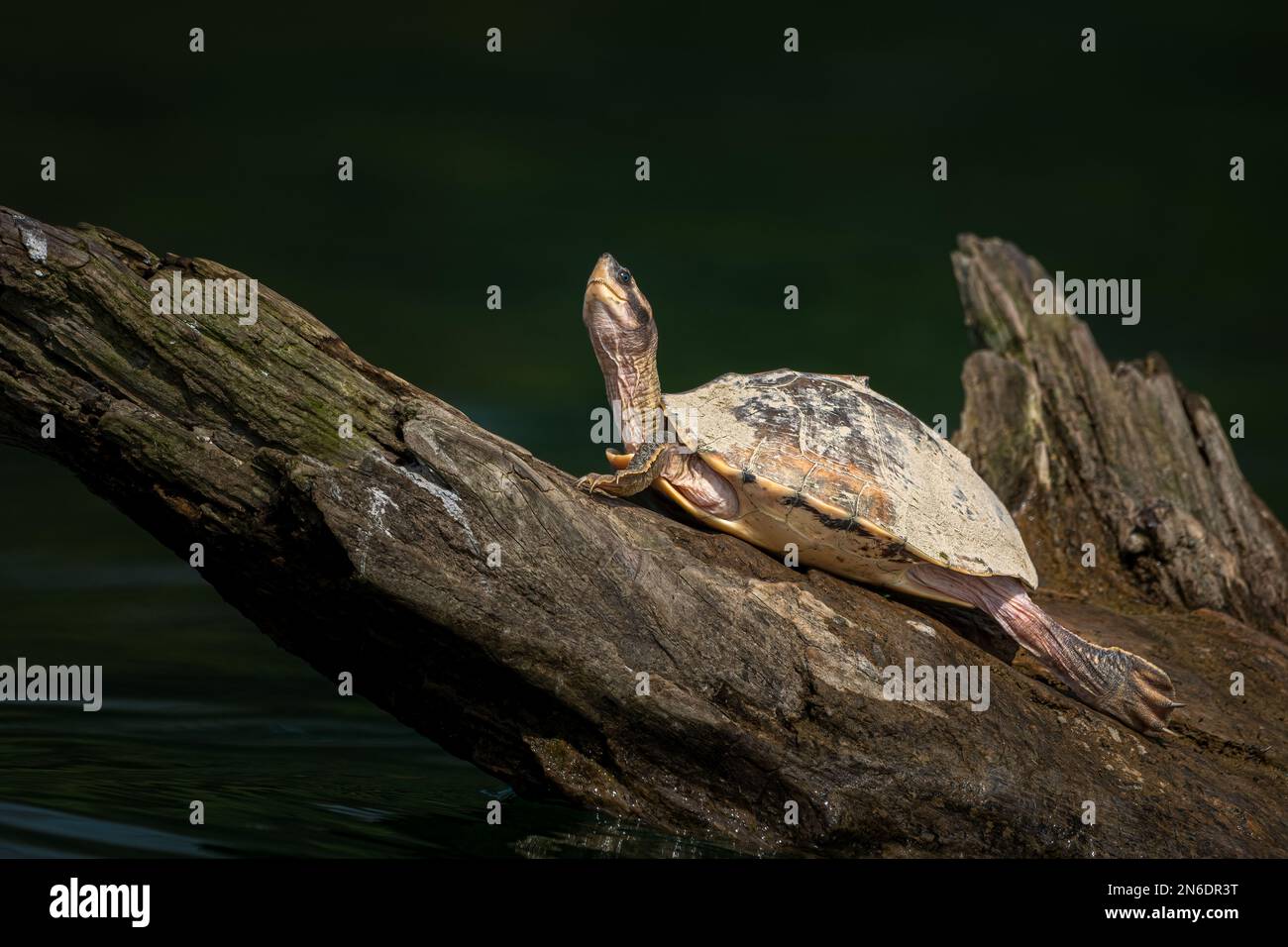 Indian tent turtle(Pangshura tentoria) basking on a fallen log Stock Photo