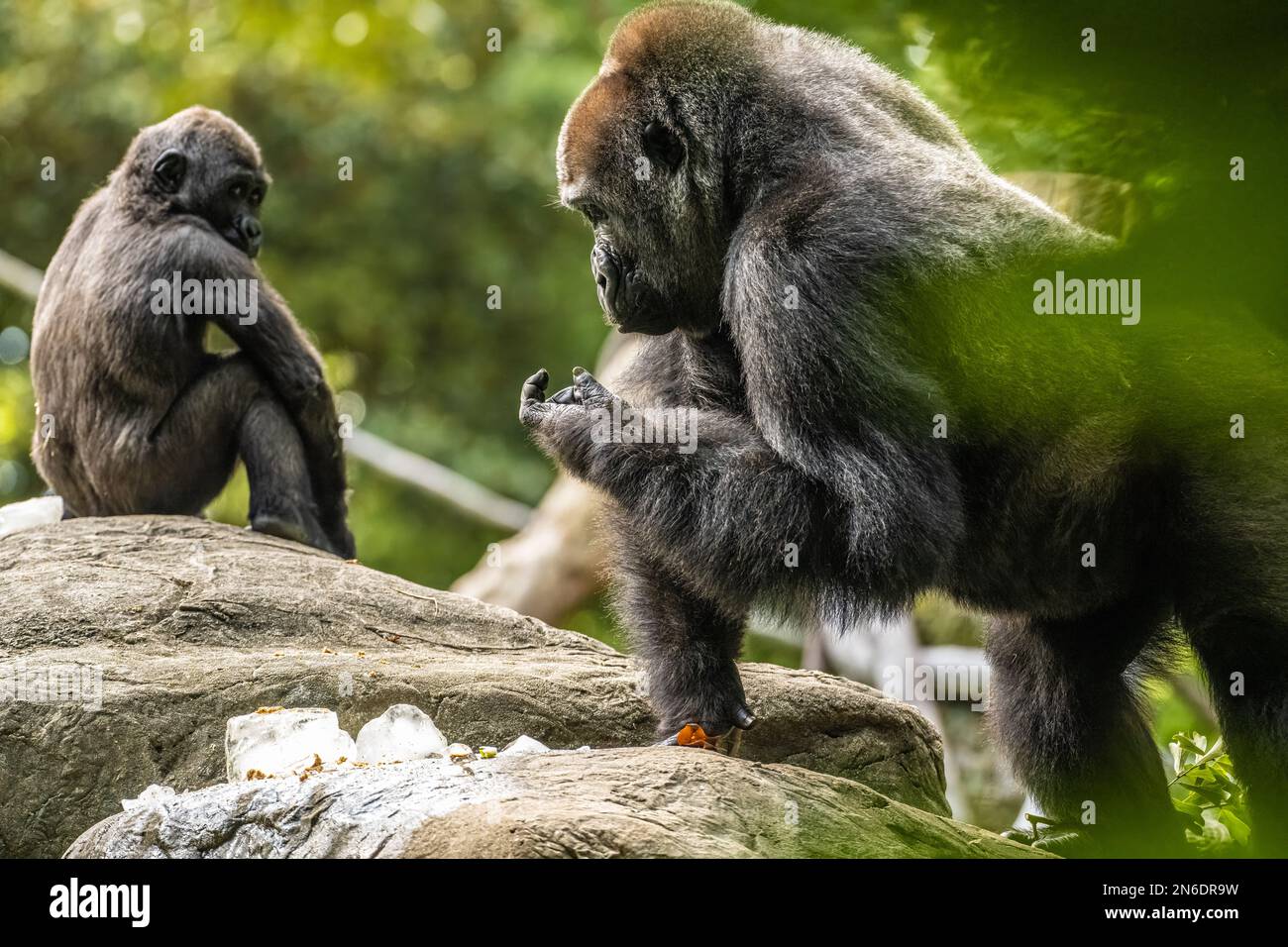 Western lowland gorillas at Zoo Atlanta in Atlanta, Georgia. (USA) Stock Photo