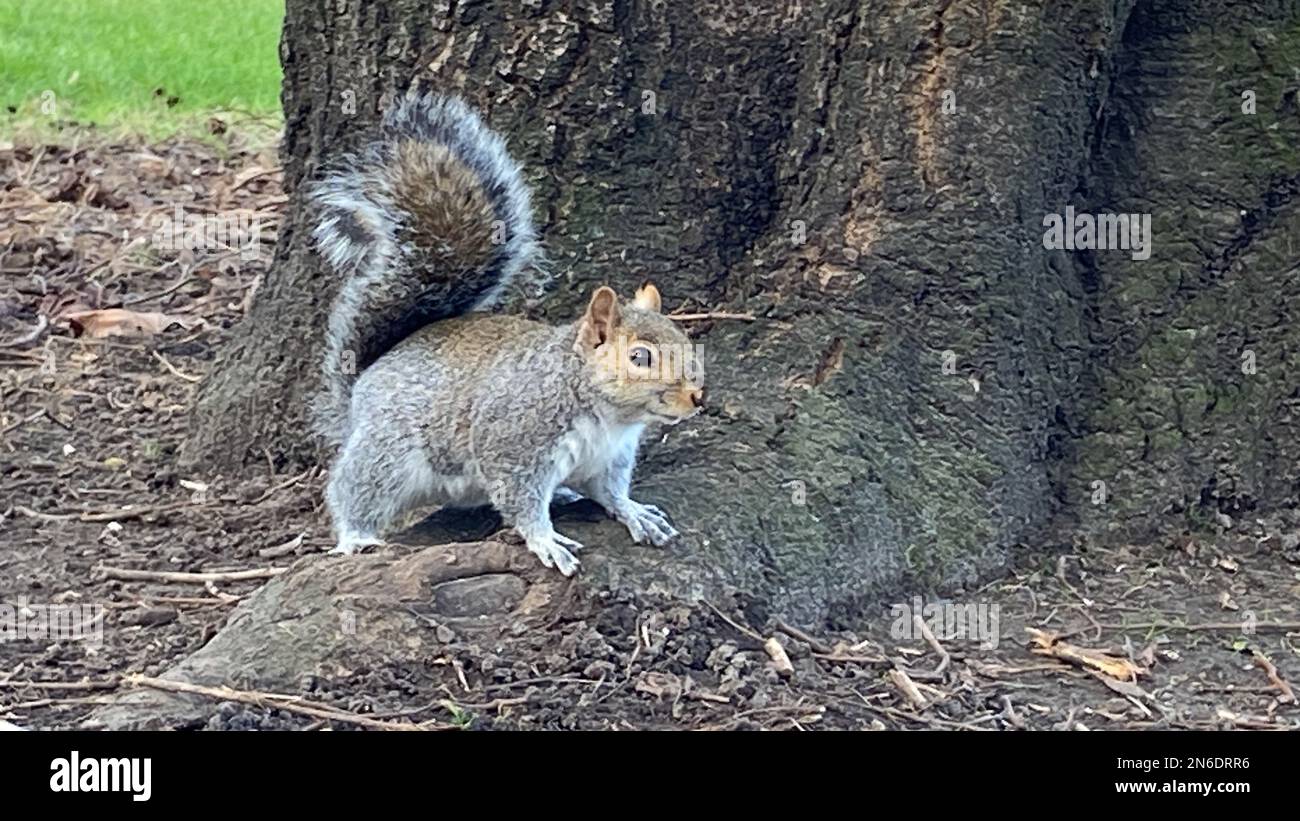 Releases a grey squirrel hi-res stock photography and images - Alamy