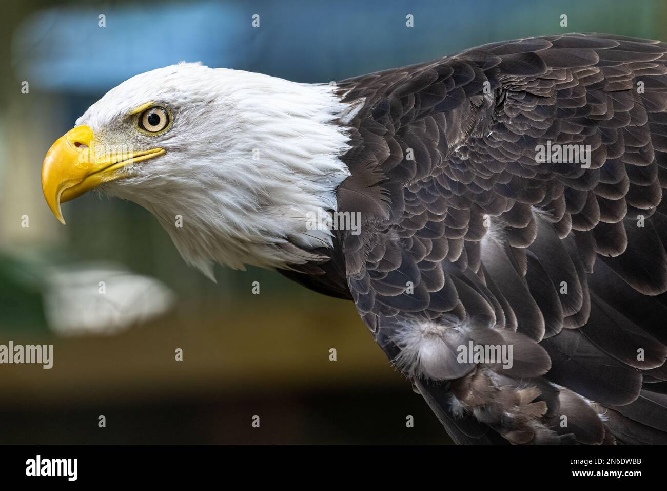 American bald eagle in profile. (USA) Stock Photo