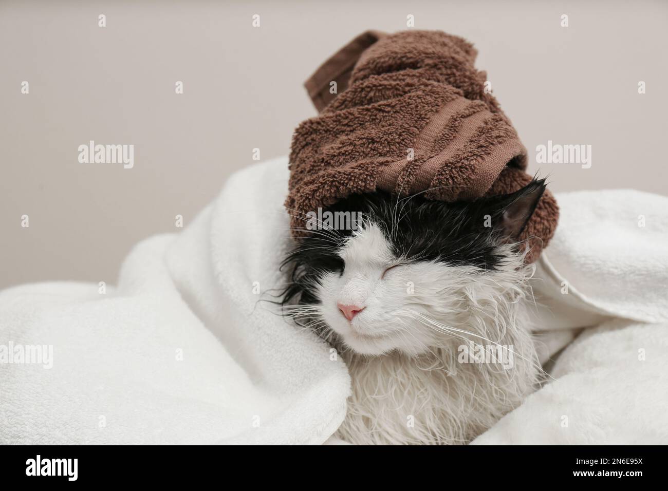 Wet cat wrapped with towels on light grey background Stock Photo Alamy