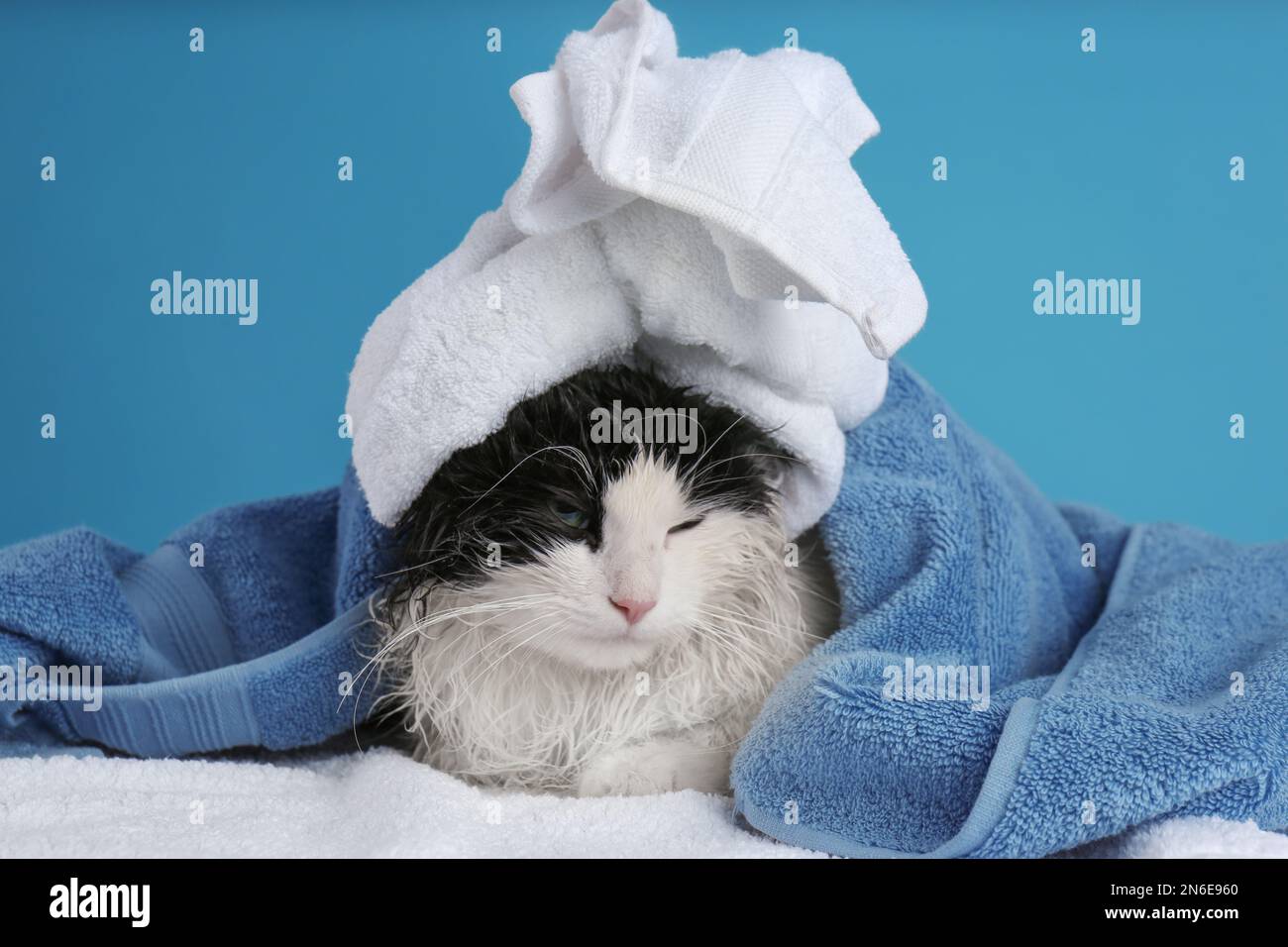Wet cat wrapped with towels on light blue background Stock Photo Alamy
