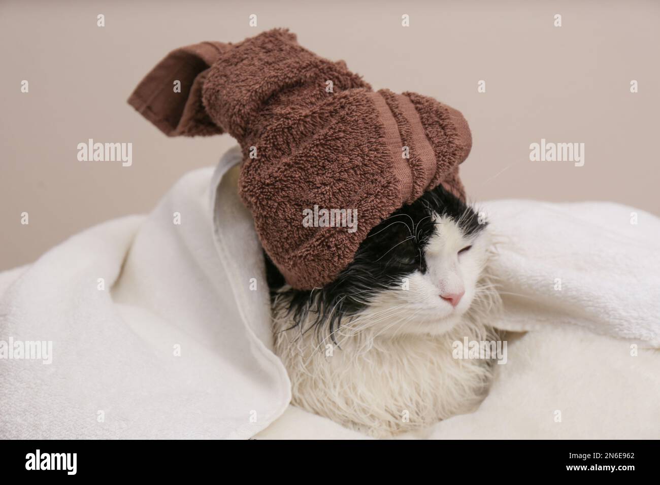 Wet cat wrapped with towels on light grey background Stock Photo Alamy