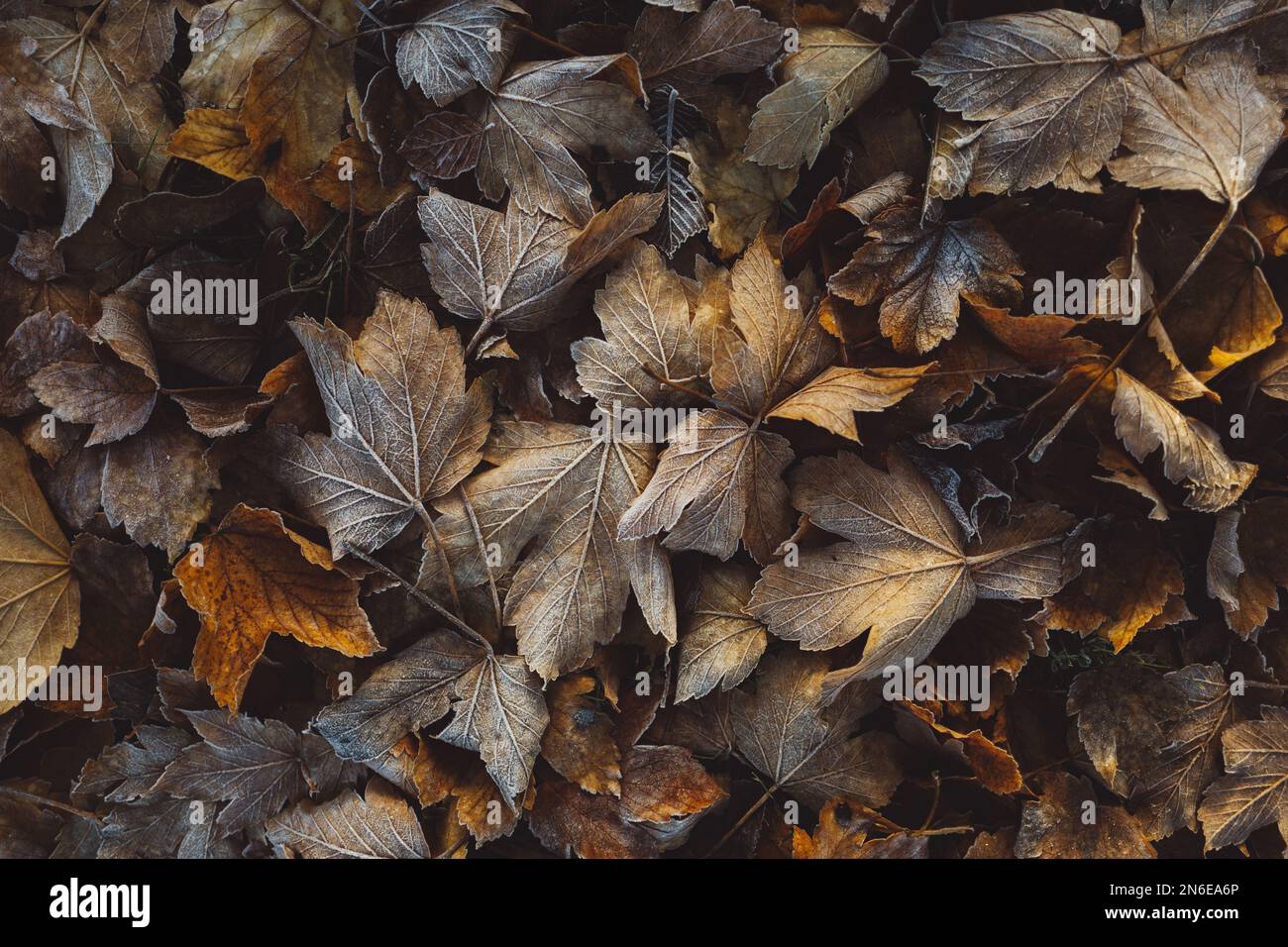 Autumn leaves on the ground - top view Stock Photo - Alamy