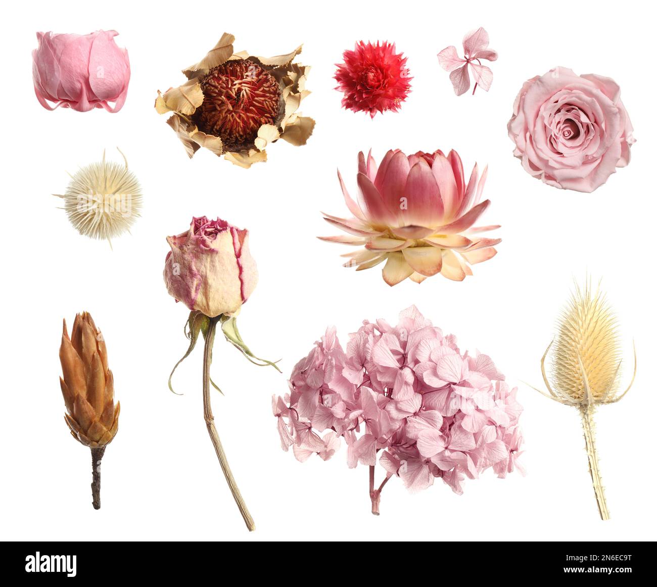 Set with beautiful dry flowers on white background Stock Photo - Alamy