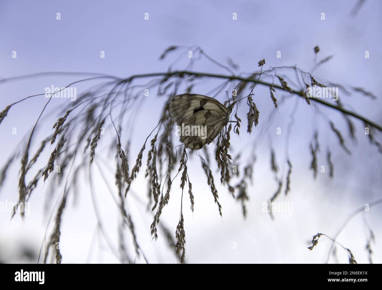 Detail of insect in nature, natural beauty Stock Photo - Alamy