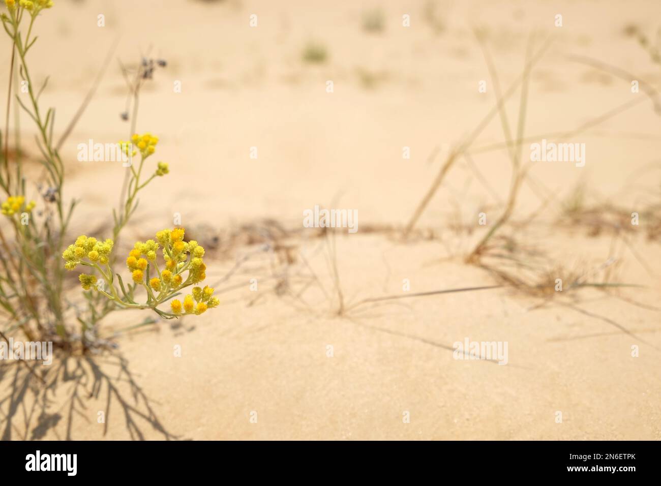 Beautiful yellow flower growing in sandy desert on sunny day. Space for text Stock Photo