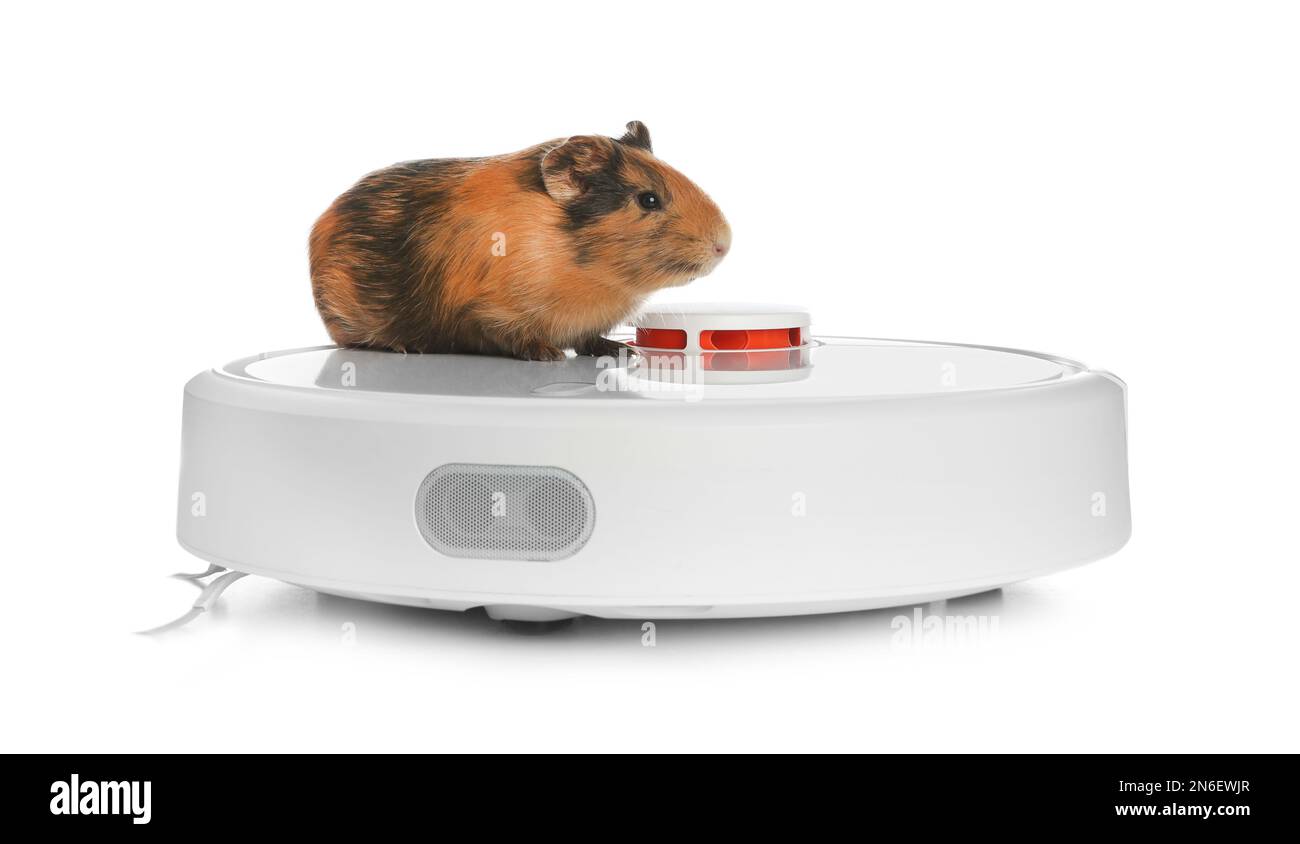 Modern robotic vacuum cleaner and guinea pig on white background Stock