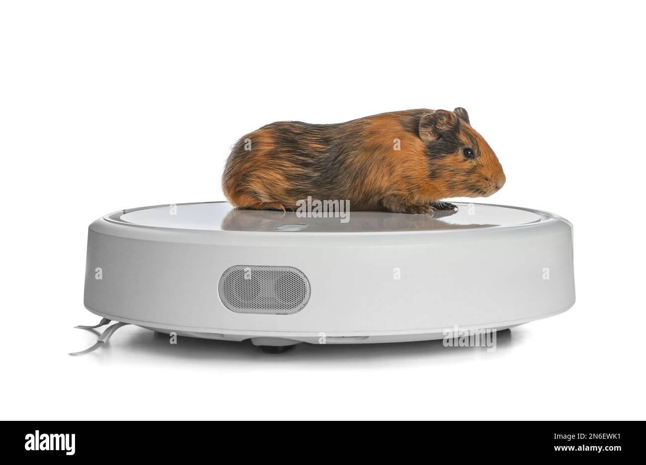 Modern robotic vacuum cleaner and guinea pig on white background Stock