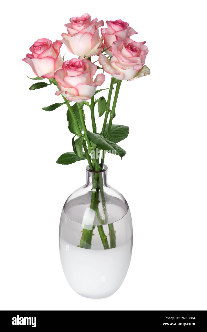 Vase with beautiful pink roses isolated on white Stock Photo - Alamy