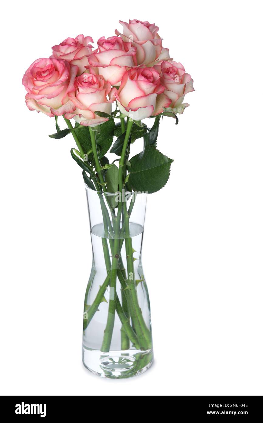 Glass vase with beautiful pink roses isolated on white Stock Photo - Alamy