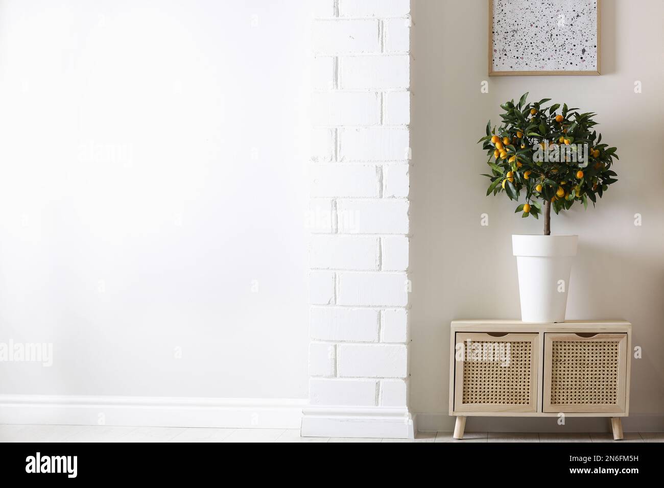 Potted kumquat tree with ripening fruits indoors, space for text ...