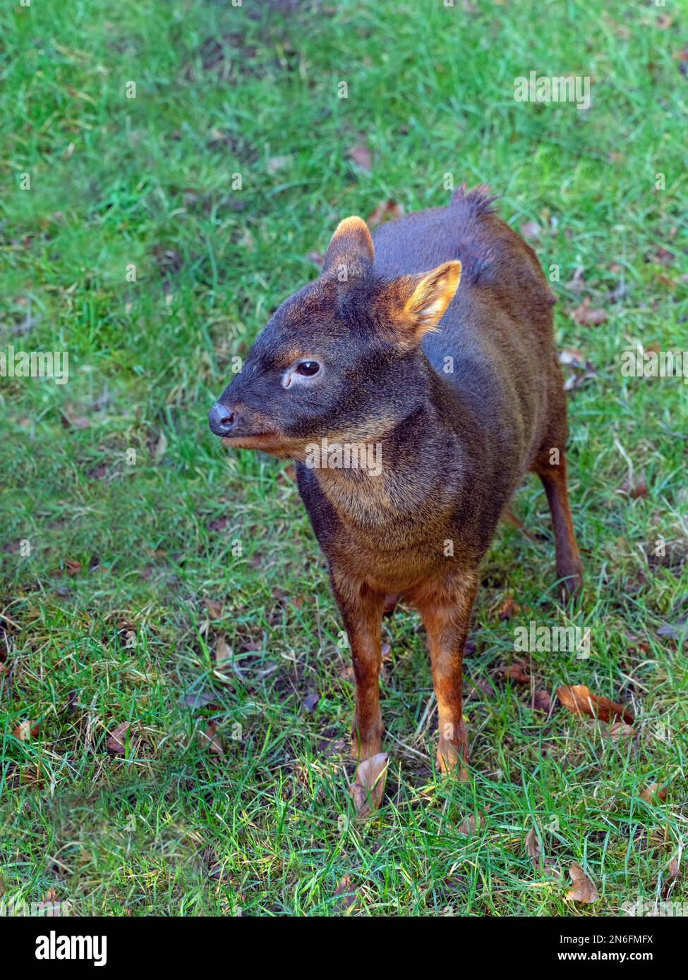 Southern pudu Pudu puda grazing Stock Photo Alamy
