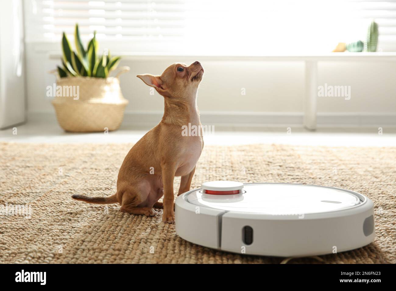 Dog Using Machine Modern robotic vacuum cleaner and Chihuahua dog on floor at home Stock ...