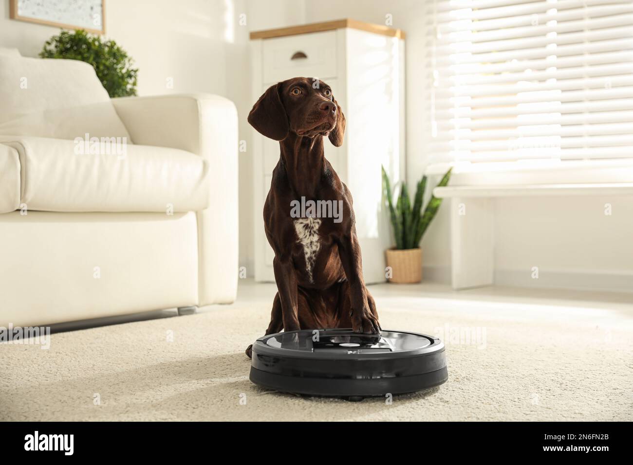 Modern robotic vacuum cleaner and German Shorthaired Pointer dog on floor indoors Stock Photo