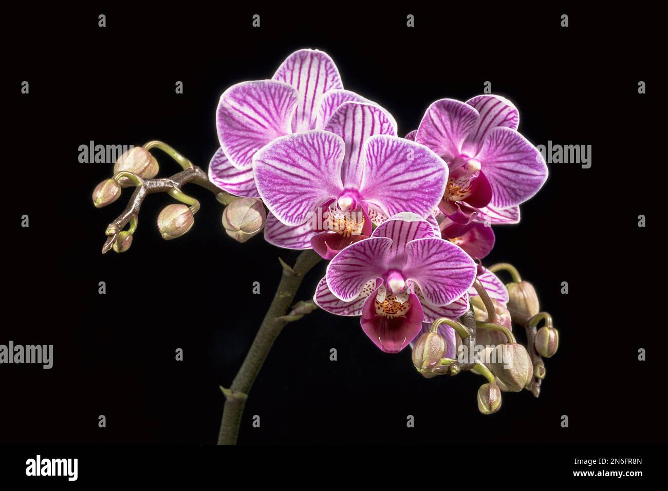 cluster of purple and white striped phalaenopsis moth orchid flowers on a black background showing a number of buds Stock Photo