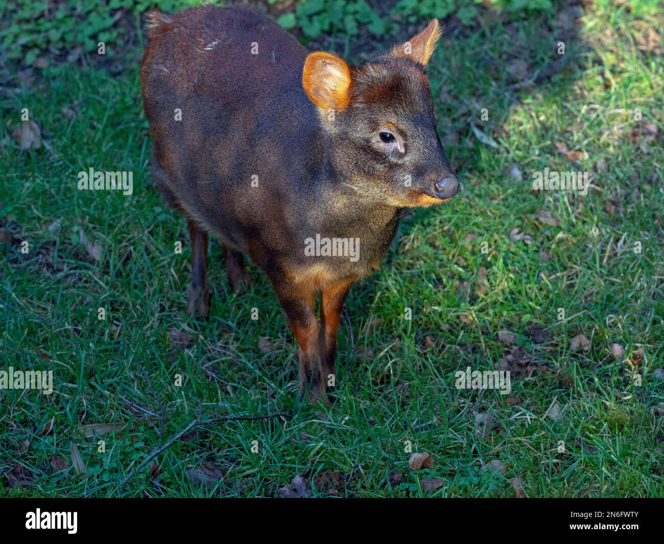 Southern pudu Pudu puda grazing Stock Photo Alamy