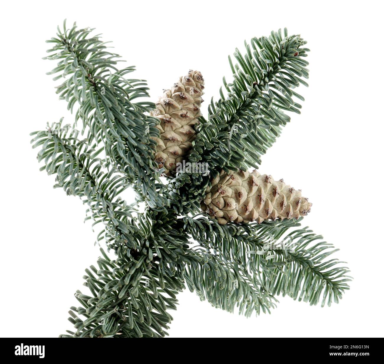 Fir tree branch with pinecones isolated on white Stock Photo - Alamy