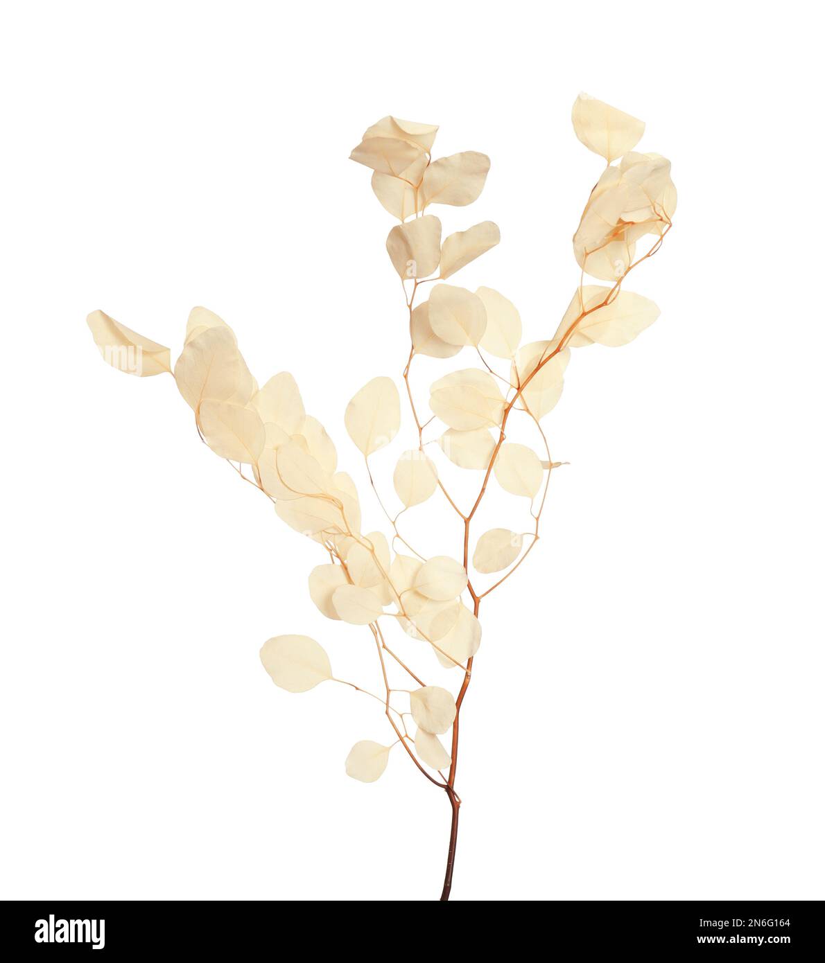 Eucalyptus leaves dried hi-res stock photography and images - Alamy