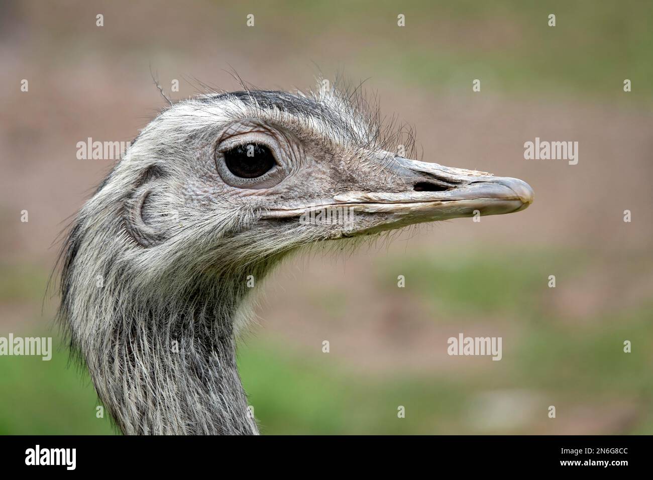 Beaver Rhea Greater rhea captivity hi-res stock photography and images - Alamy