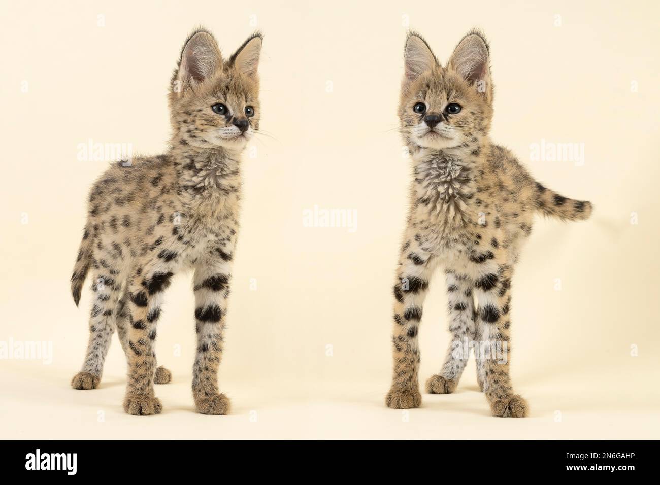 Serval lynx hot sale