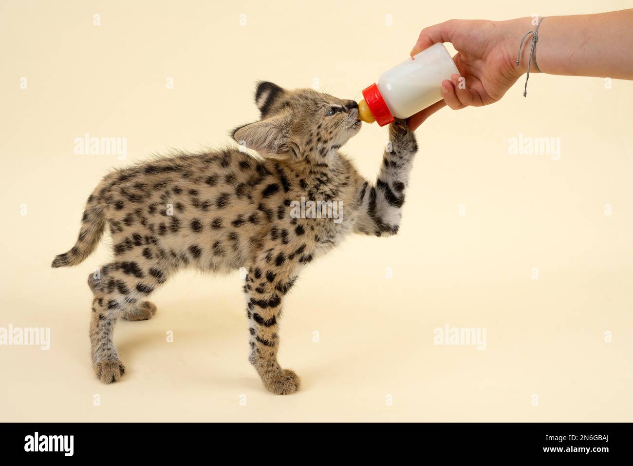 Serval breeding animal hires stock photography and images Alamy