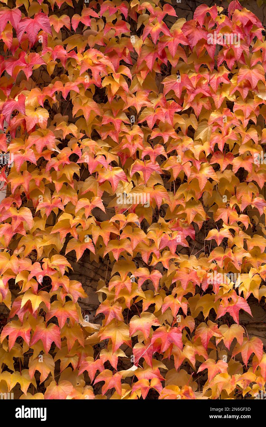 Autumn leaves from the Dreispitz Jungfernrebe (Parthenocissus tricuspidata), Bavaria, Germany Stock Photo