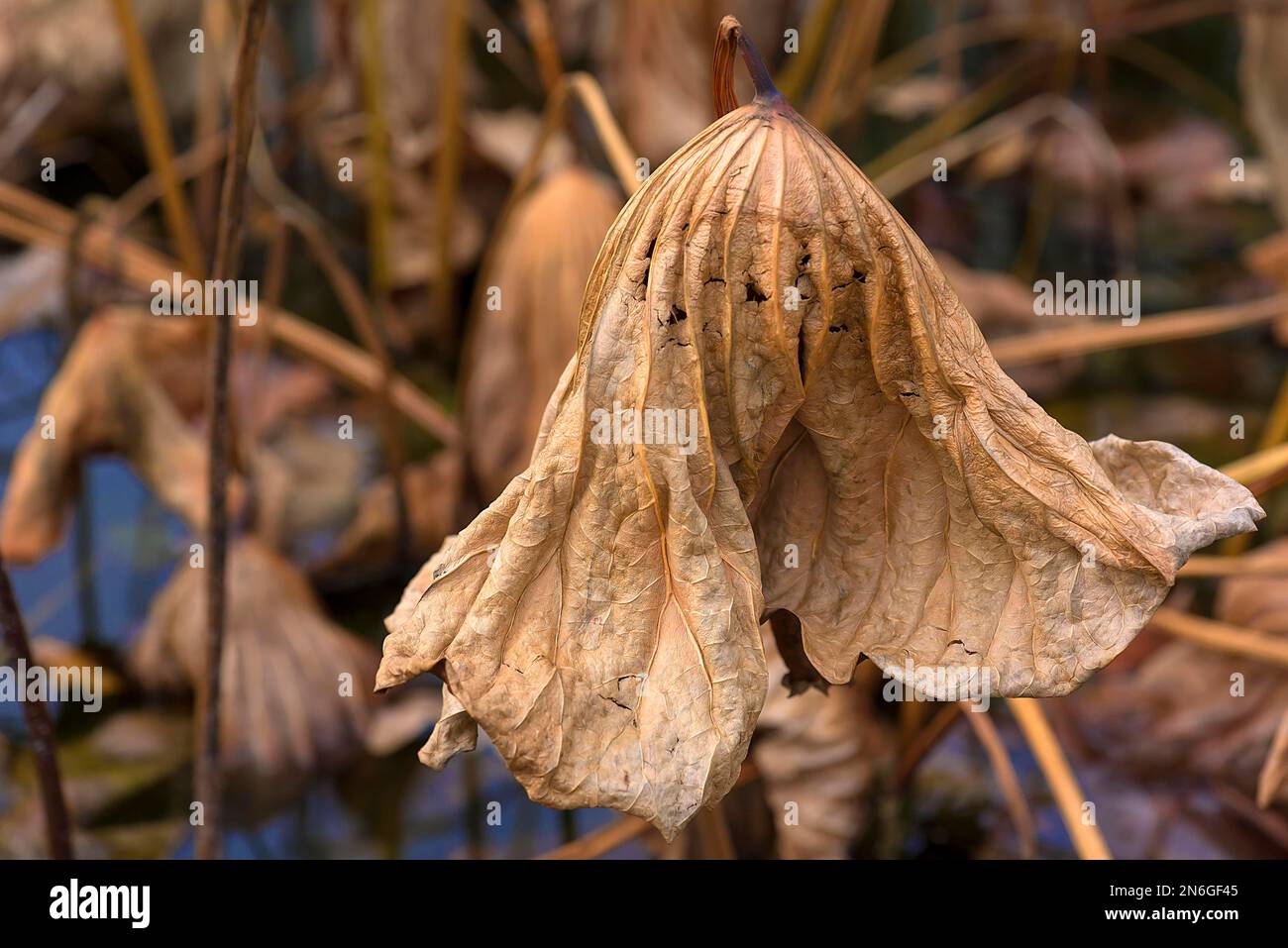 Withered lotus (Nelumbo), Botanical Garden, Erlangen, Middle Franconia, Bavaria, Germany Stock Photo