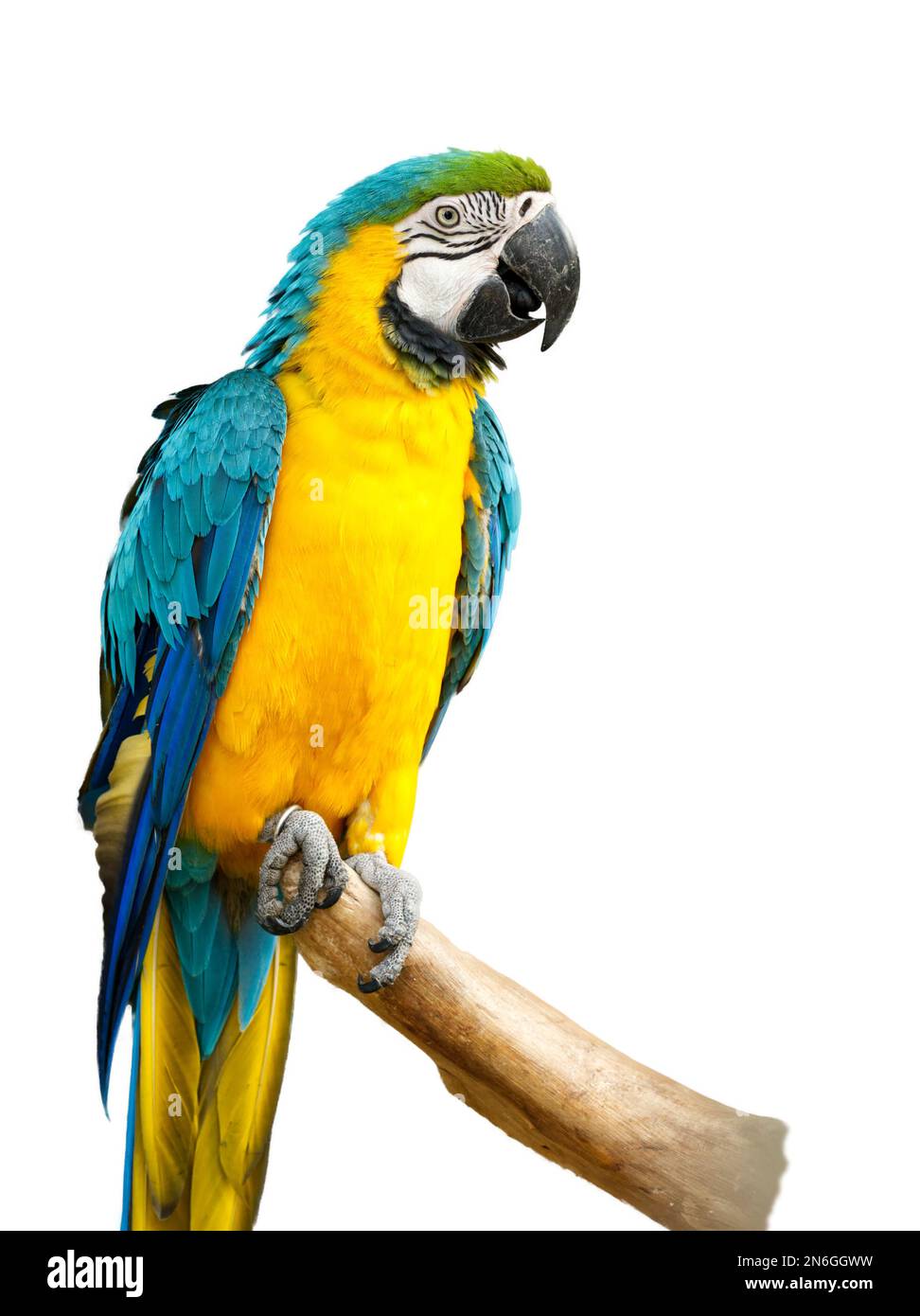 Asian bird blue color Cut Out Stock Images & Pictures - Alamy