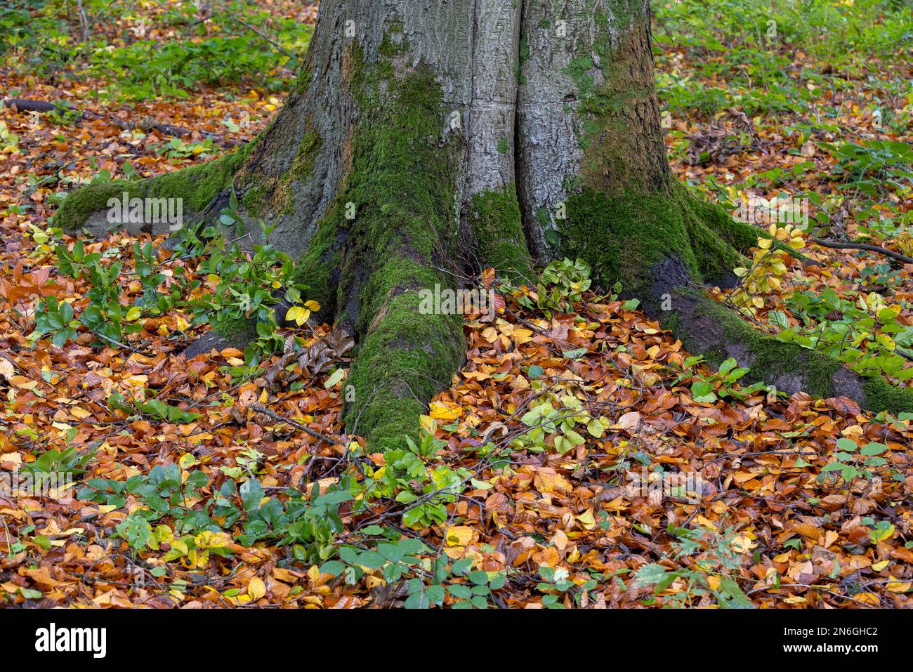 Beech root, Buchholz forest, Moenchengladbach, Germany Stock Photo Alamy