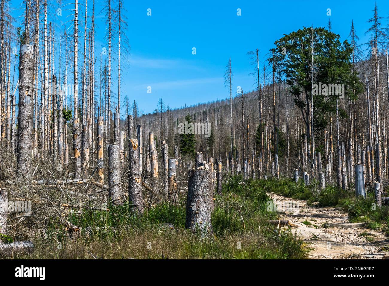 Trees in the German low mountain range Harz which are destroyed by bark beetles. Forest dieback in Germany. Steep path up to the Brocken mountain. Stock Photo