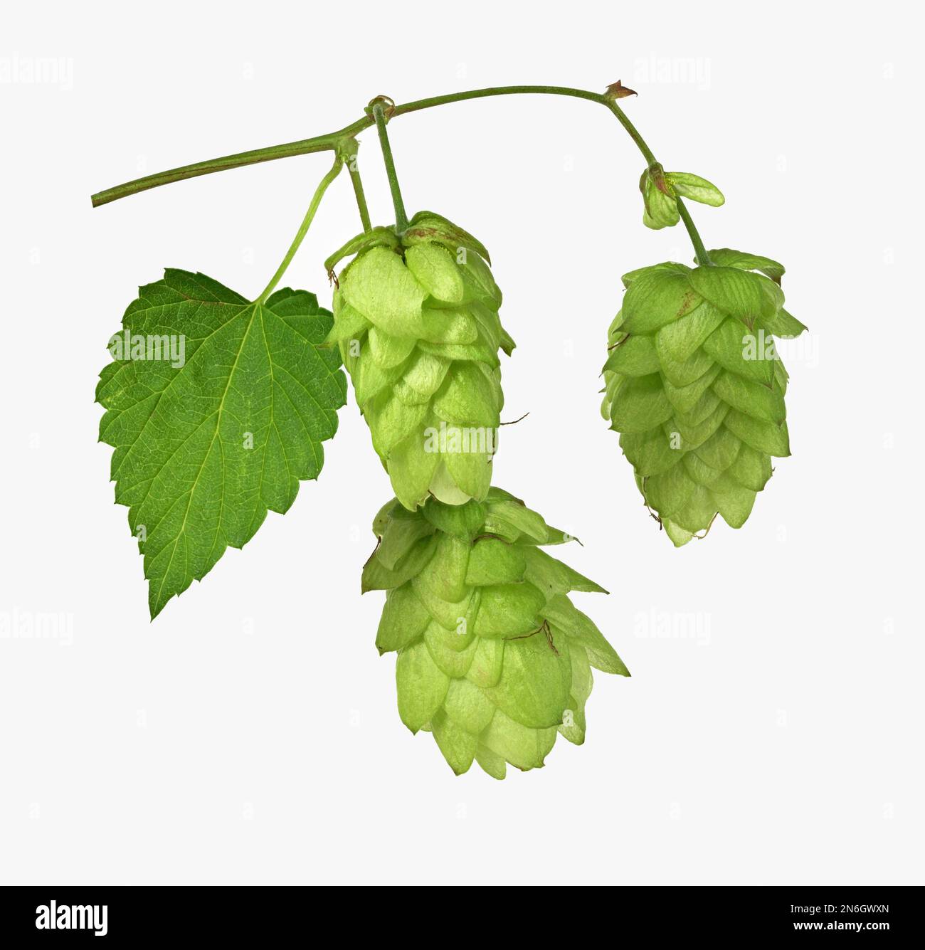 Common hop (Humulus), leaf, inflorescence, female plant, pictorial panel, Germany Stock Photo