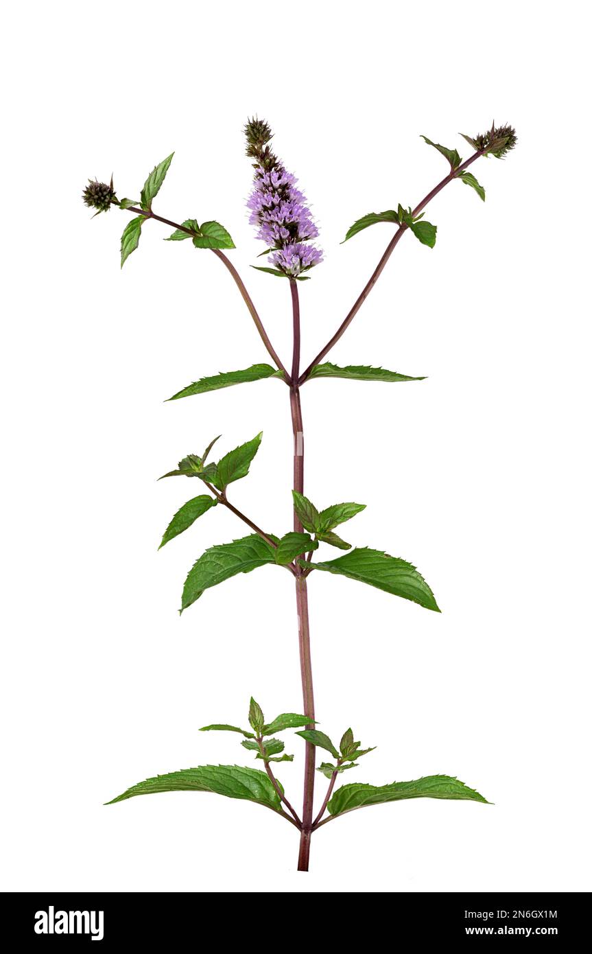 Peppermint (Mentha x piperita), plant, leaf, flower, Germany Stock Photo