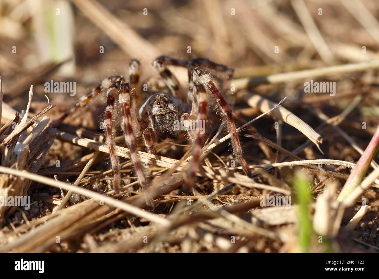 Giant riverbank spider (Arctosa cinerea) well camouflaged in biotope, frontal view, extremely rare species, Middle Elbe Biosphere Reserve Stock Photo