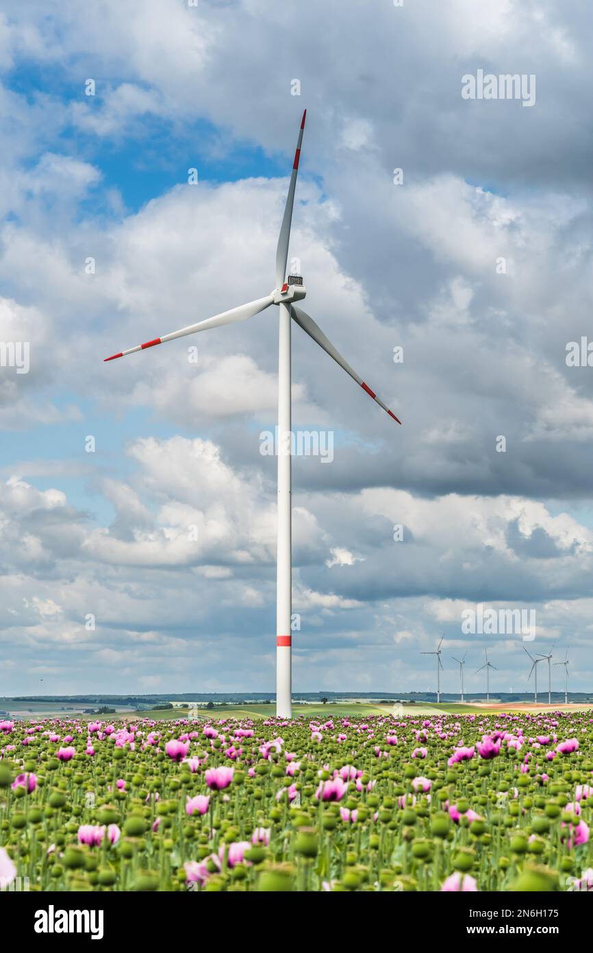 Wind turbine behind a field of opium poppies, vertical Stock Photo