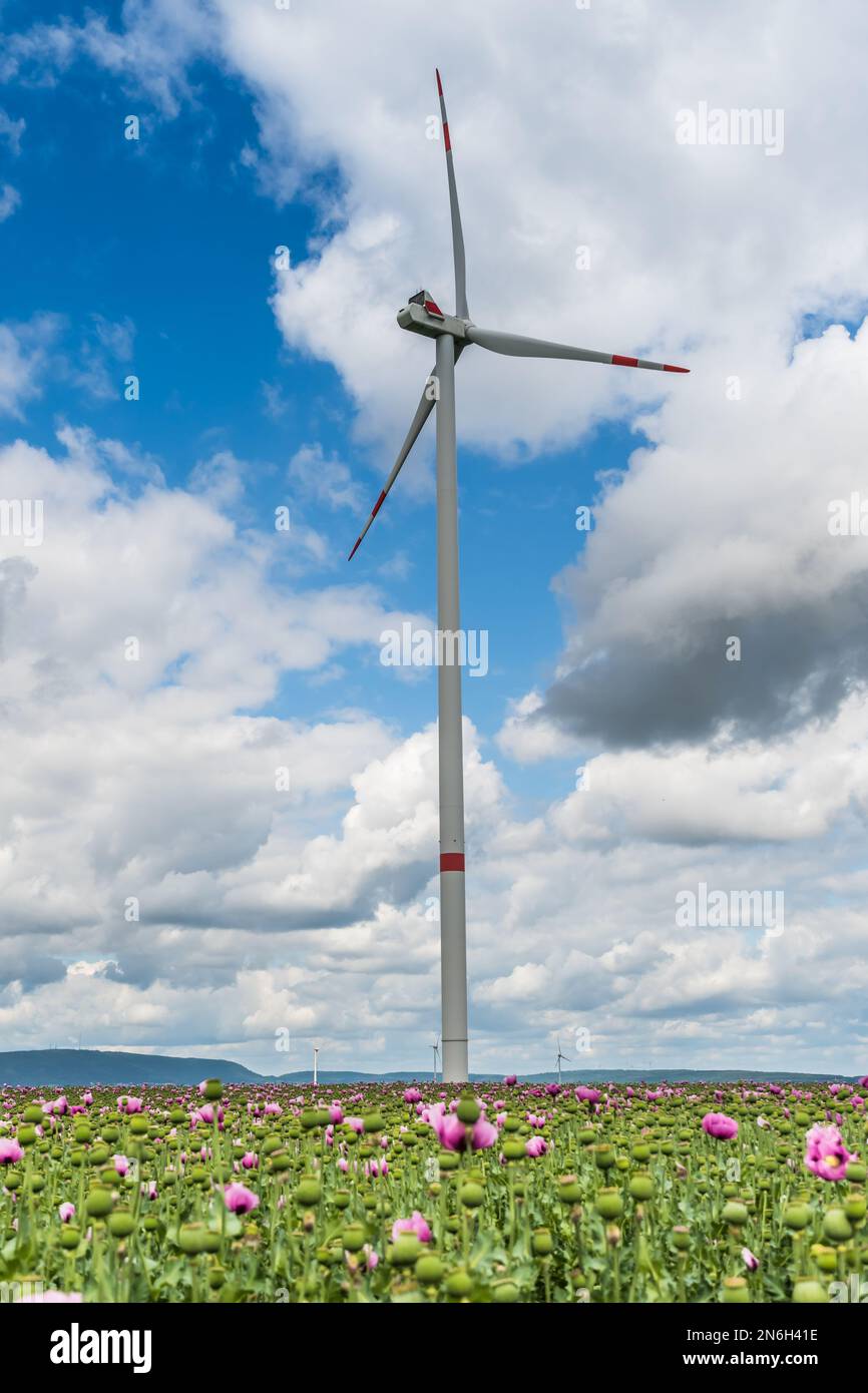 Wind turbine behind a field of opium poppies, vertical Stock Photo